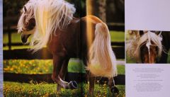 Koně - Temperament & elegance ve fotografiích (poslední 1ks skladem)
