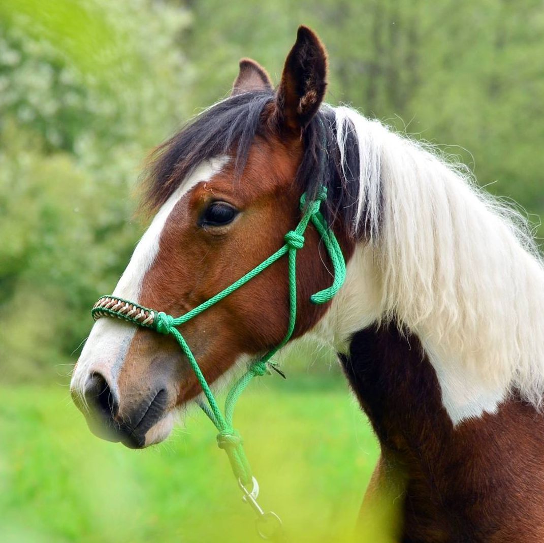 Provazová ohlávka s opletem HAIDI (paracord) AIVA
