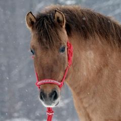 Provazová ohlávka s opletem INDIANA AIVA