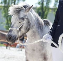 Vodící / předváděcí sada ohlávky a splétaného vodítka