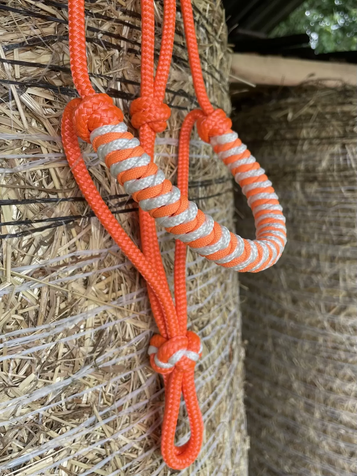 Cob • Ohlávka Monrae • oranžová AIVA