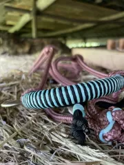 Minihorse • Jezdecká ohlávka Monrae • hnědofialová AIVA