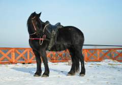 Postroj / komplet pro SKIJORING (na míru) AIVA
