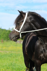 Vodící / předváděcí splétaná ohlávka pro welsh plemena (pony / cob) AIVA