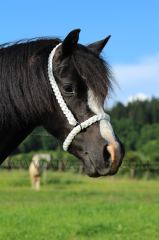 Vodící / předváděcí splétaná ohlávka pro welsh plemena (pony / cob) AIVA