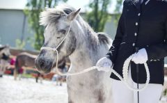 Vodící / předváděcí sada ohlávky a splétaného vodítka AIVA