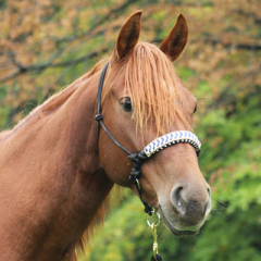 AIVA Tréninková ohlávka HAIDI (paracord)