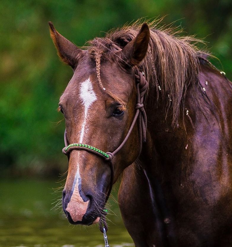 Provazová ohlávka s opletem INDIANA AIVA